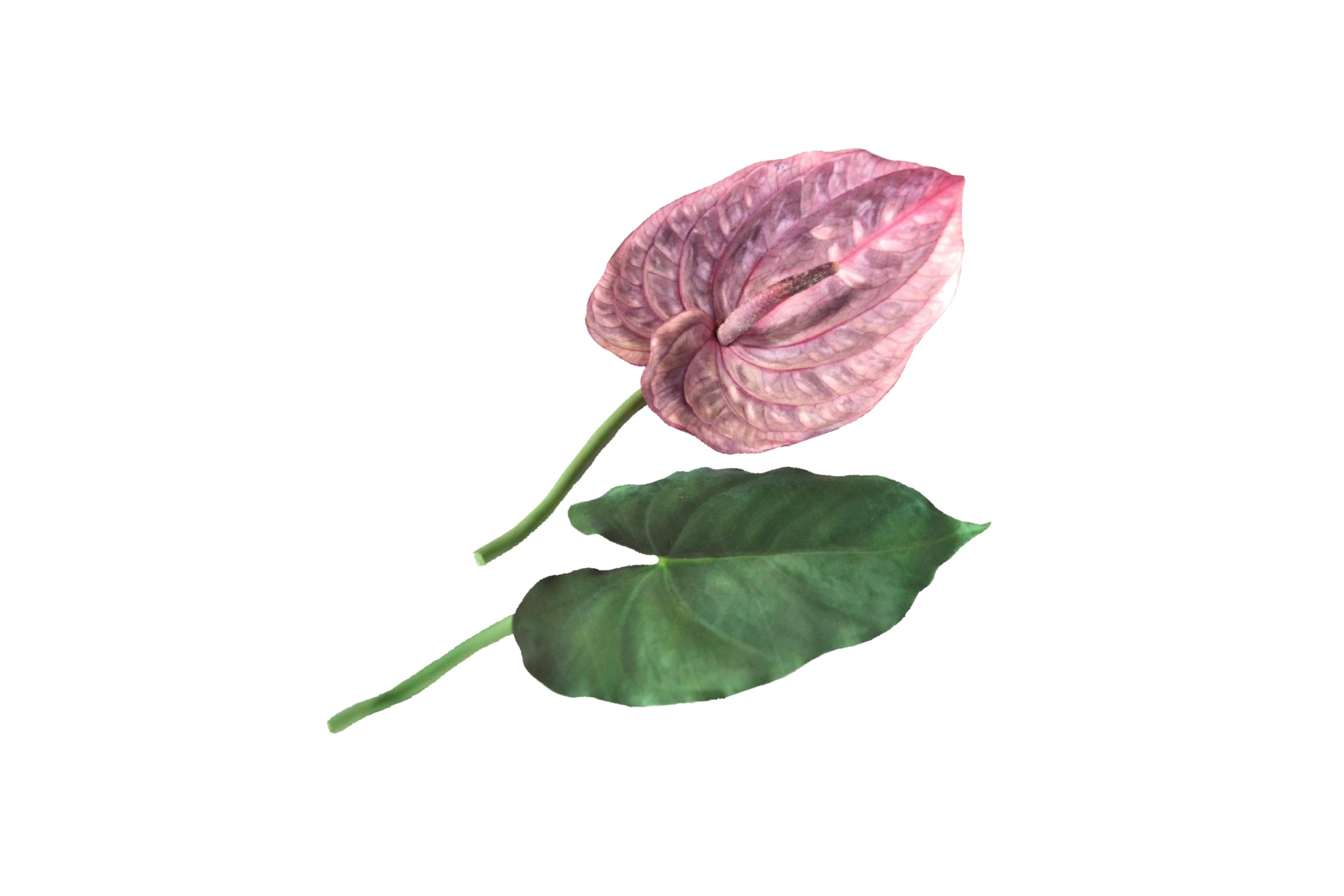 KIT Anthurium con foglie - Cod. K6a
