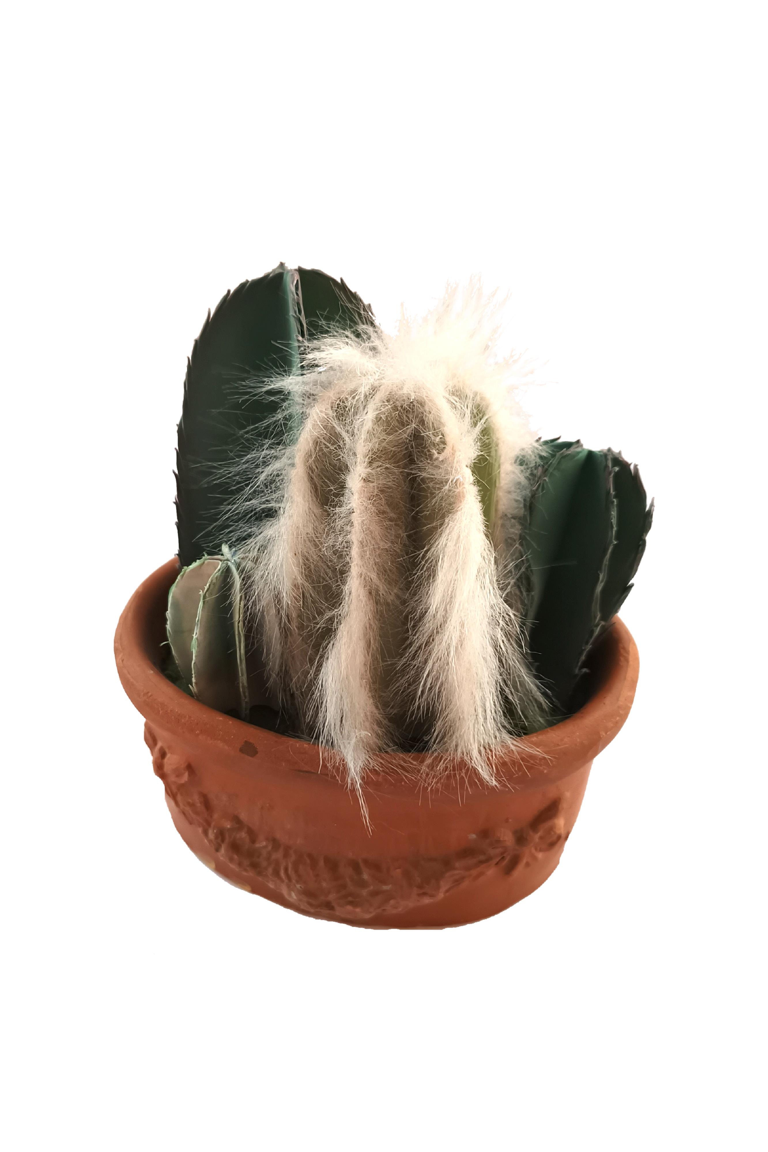 Composizione Cactus 
