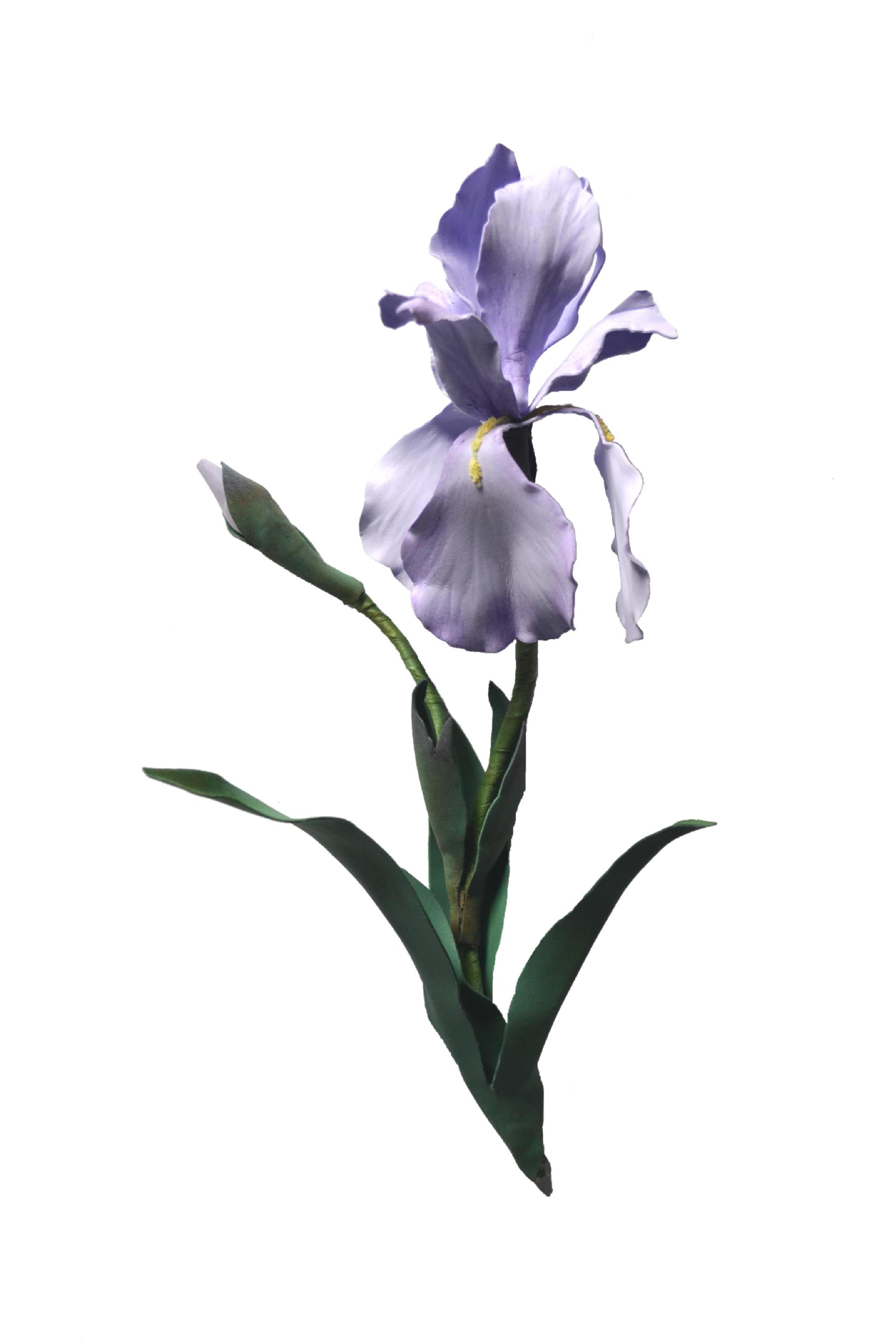 Iris con stencil