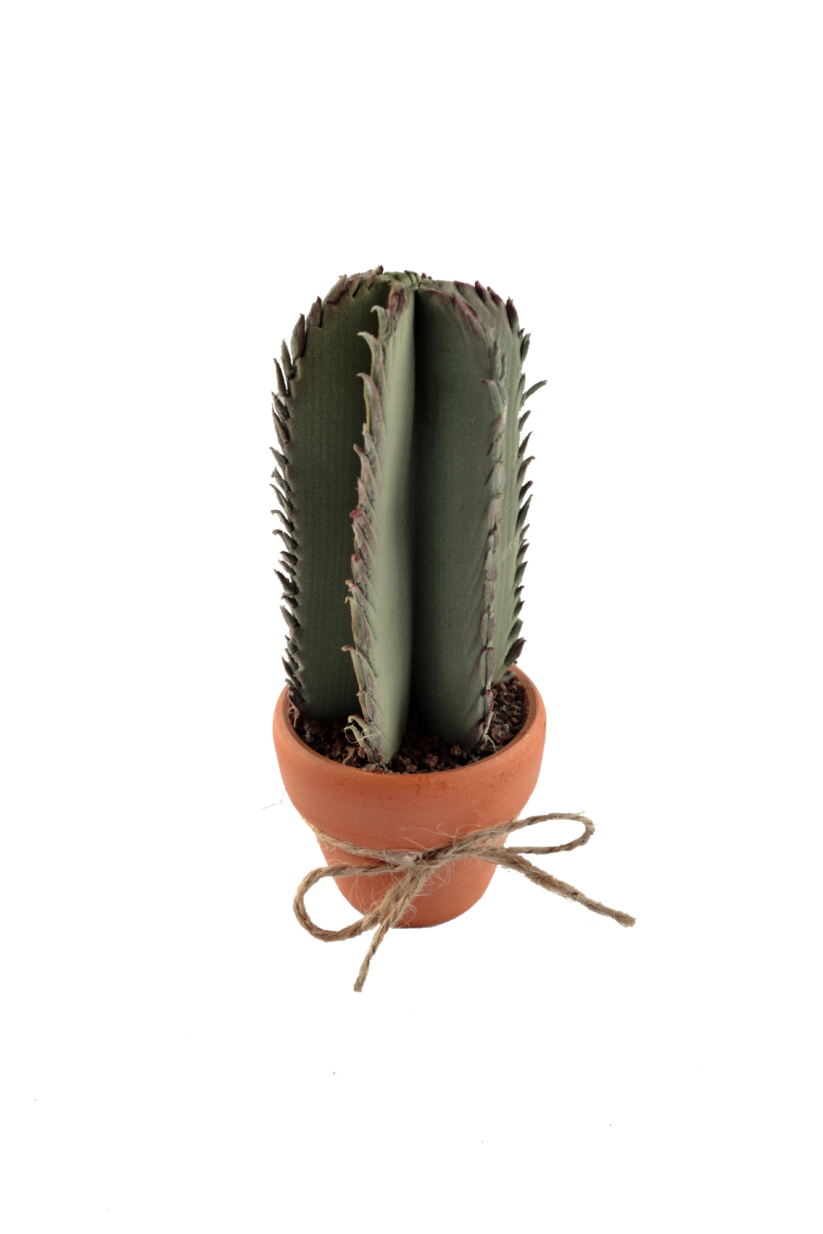 PG040 - Cactus