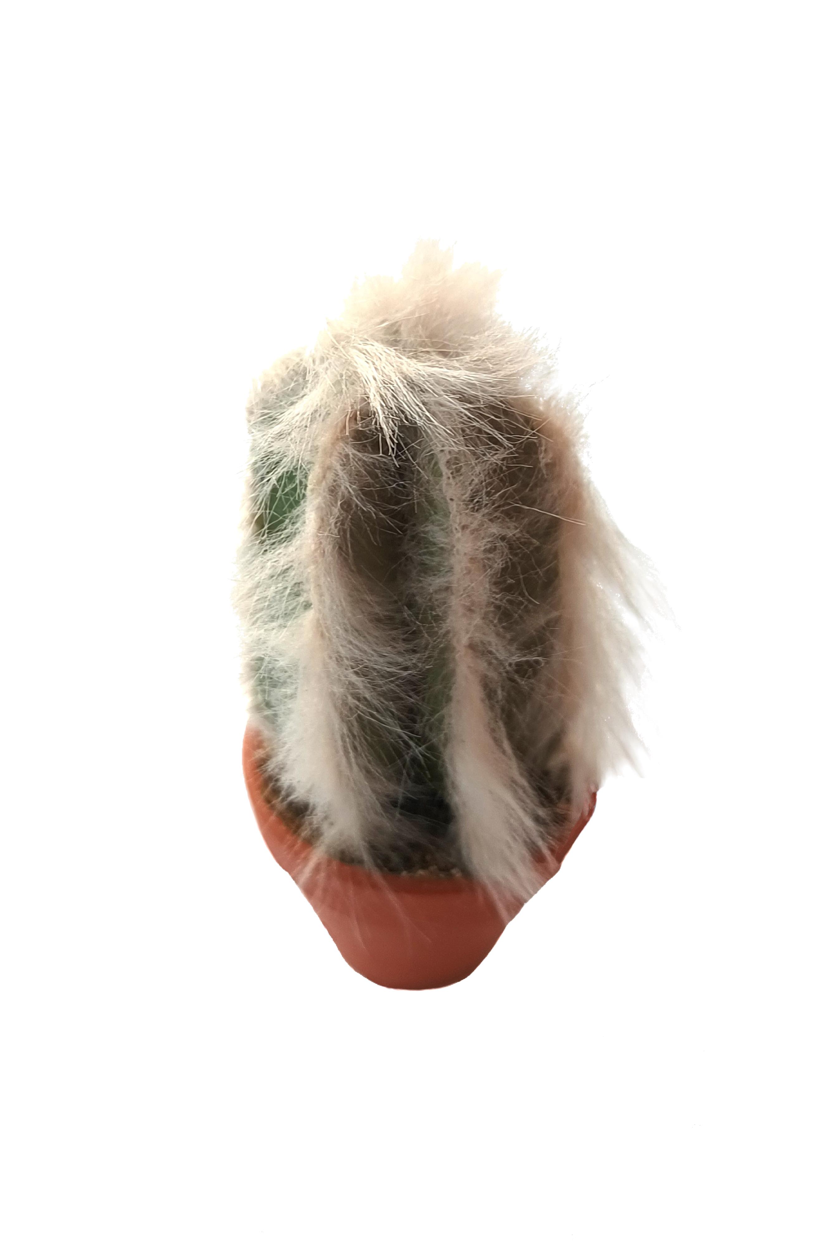 PG050 - Cactus peloso
