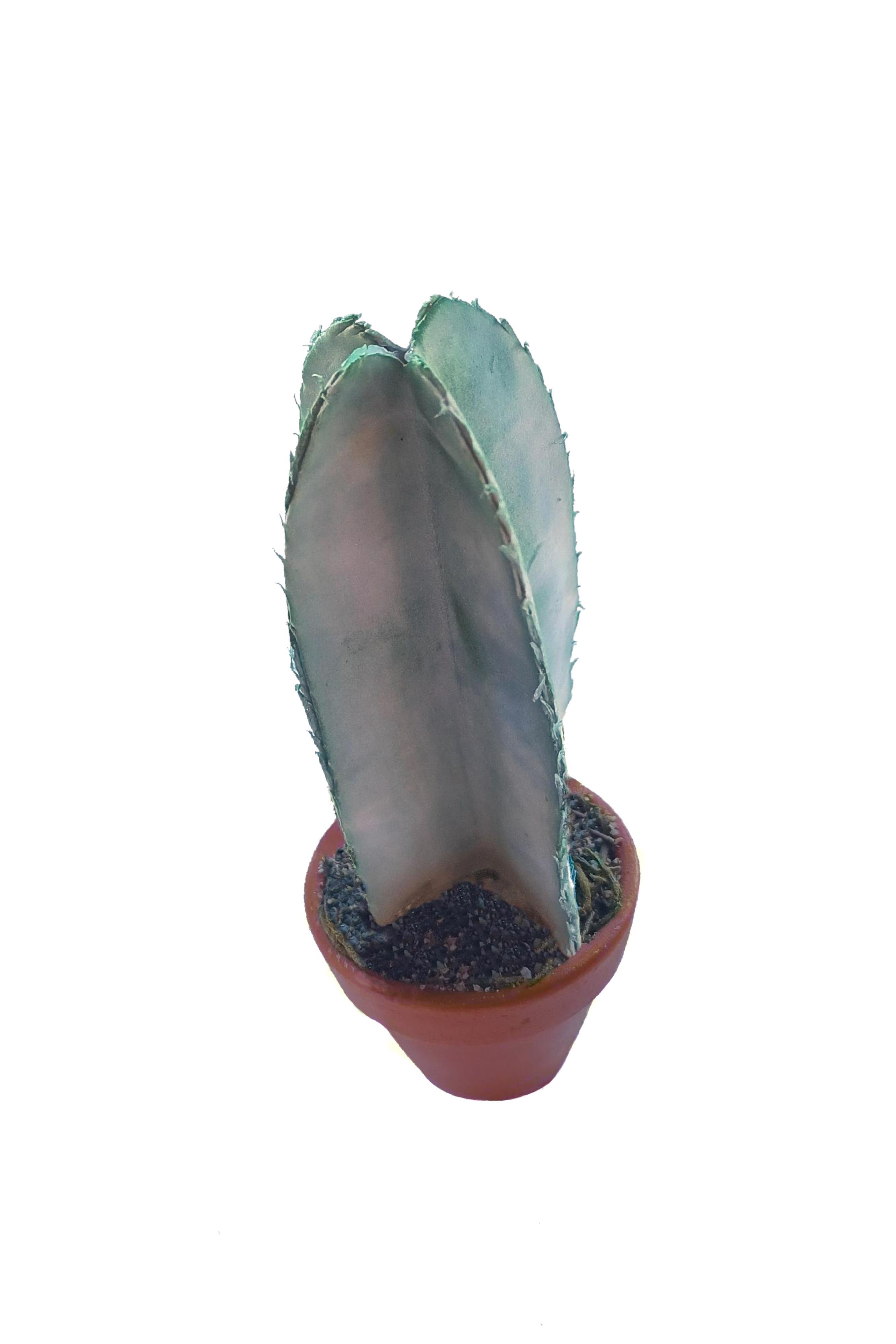 PG055 - Cactus