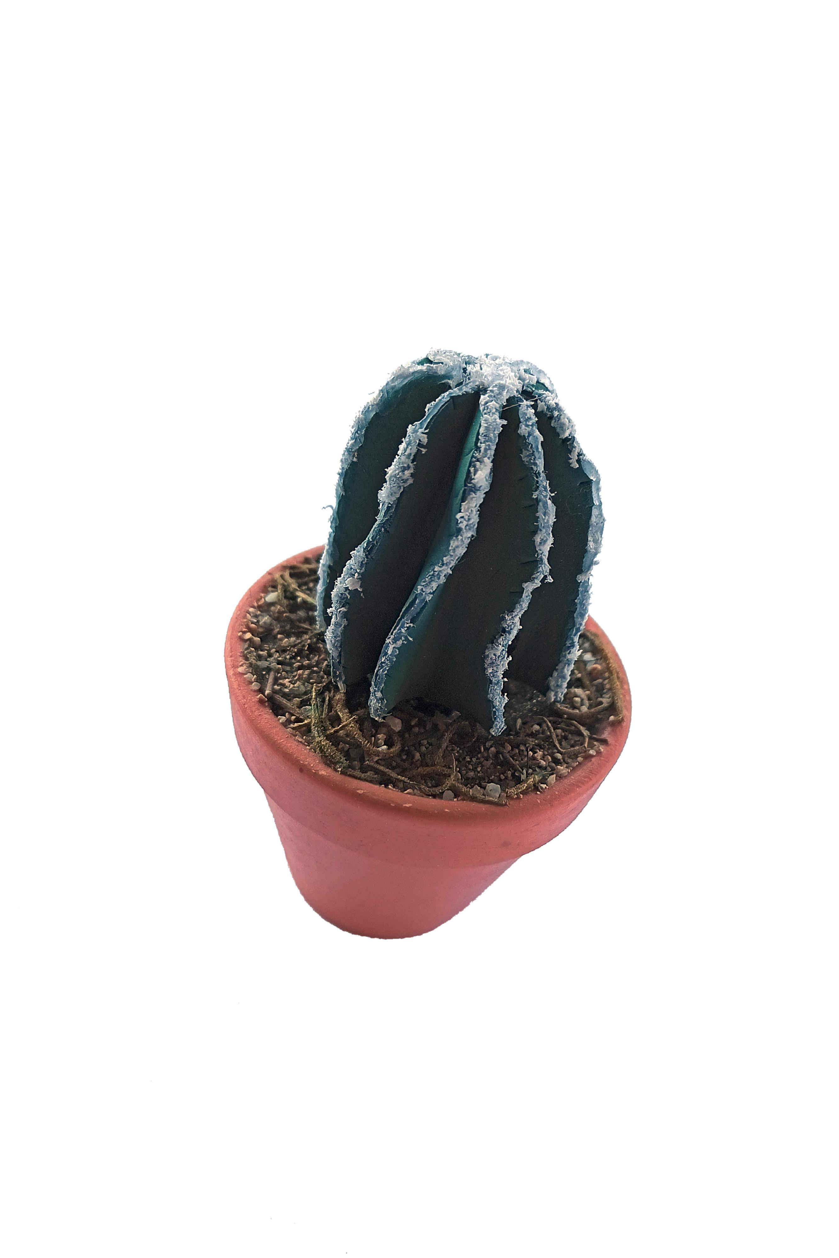 PG056 - Cactus