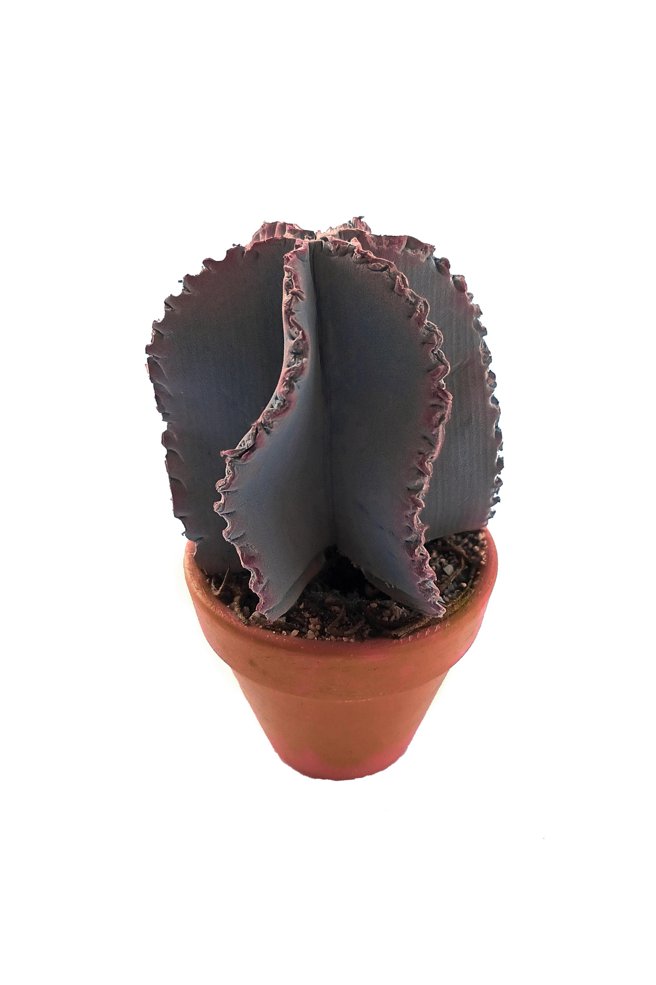 PG057 - Cactus