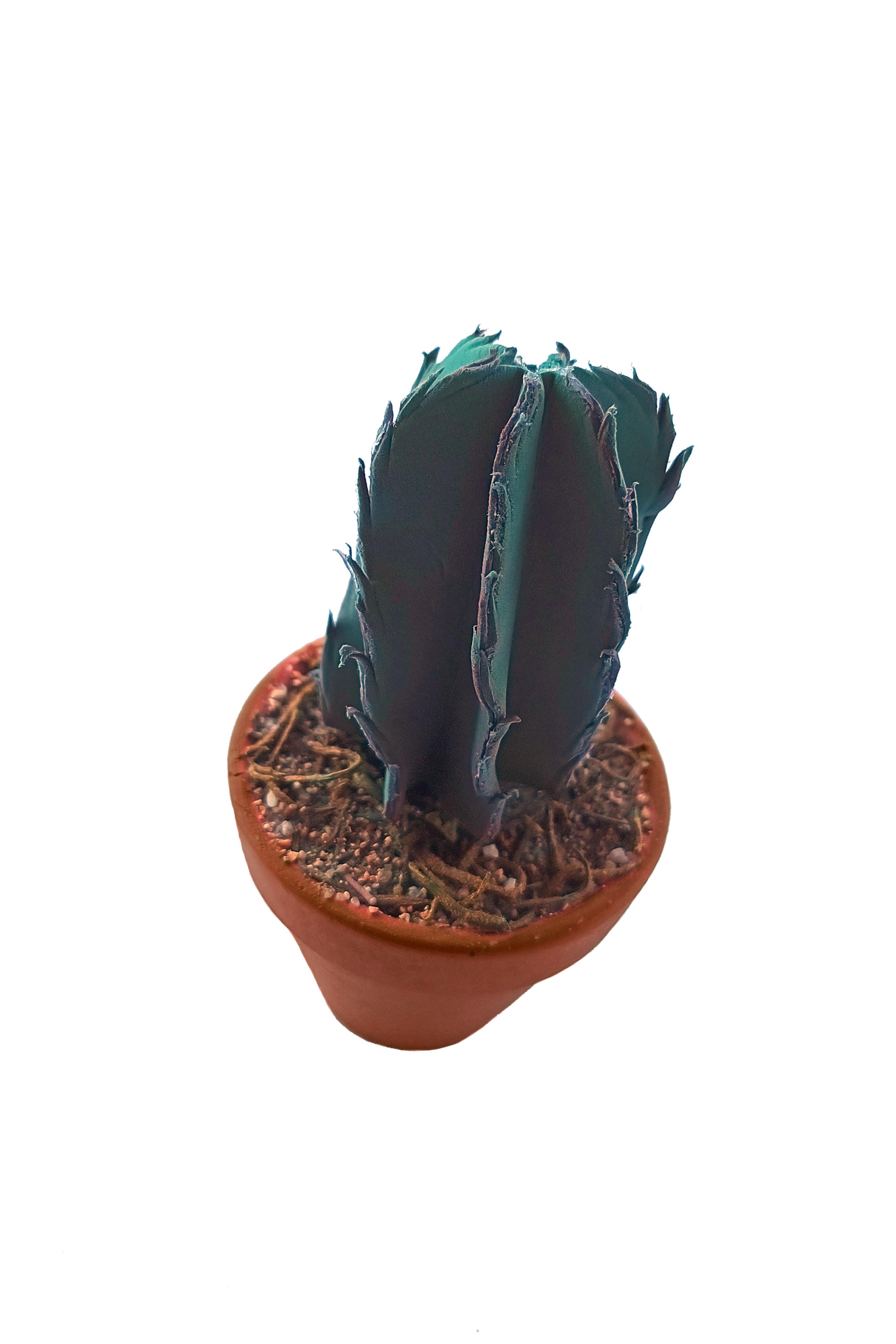 PG058 - Cactus
