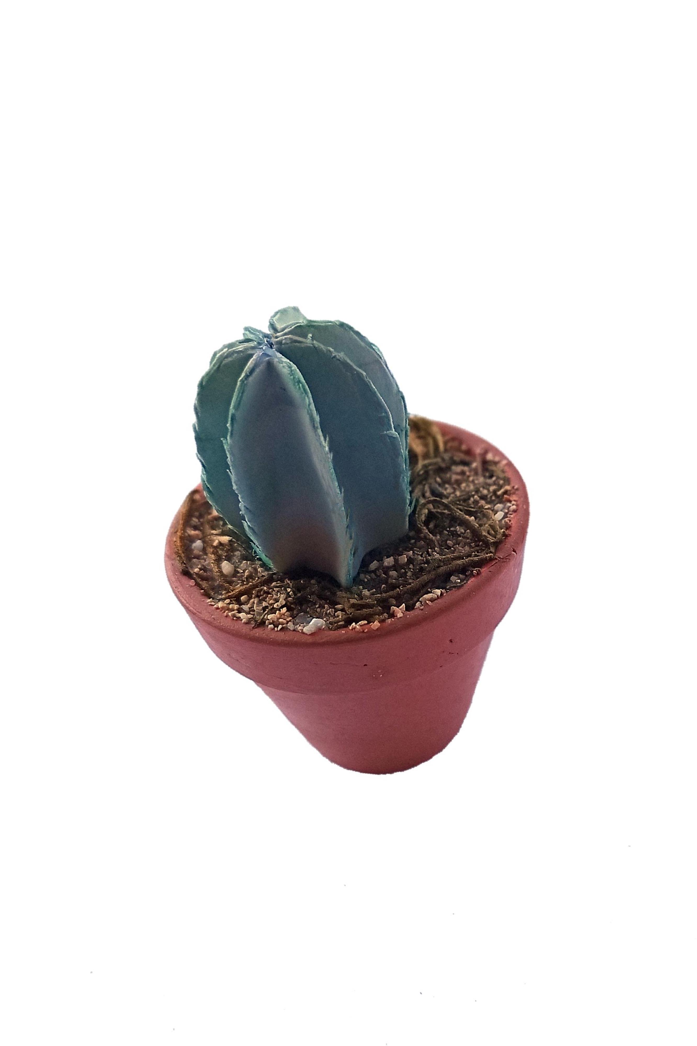 PG061 - Cactus
