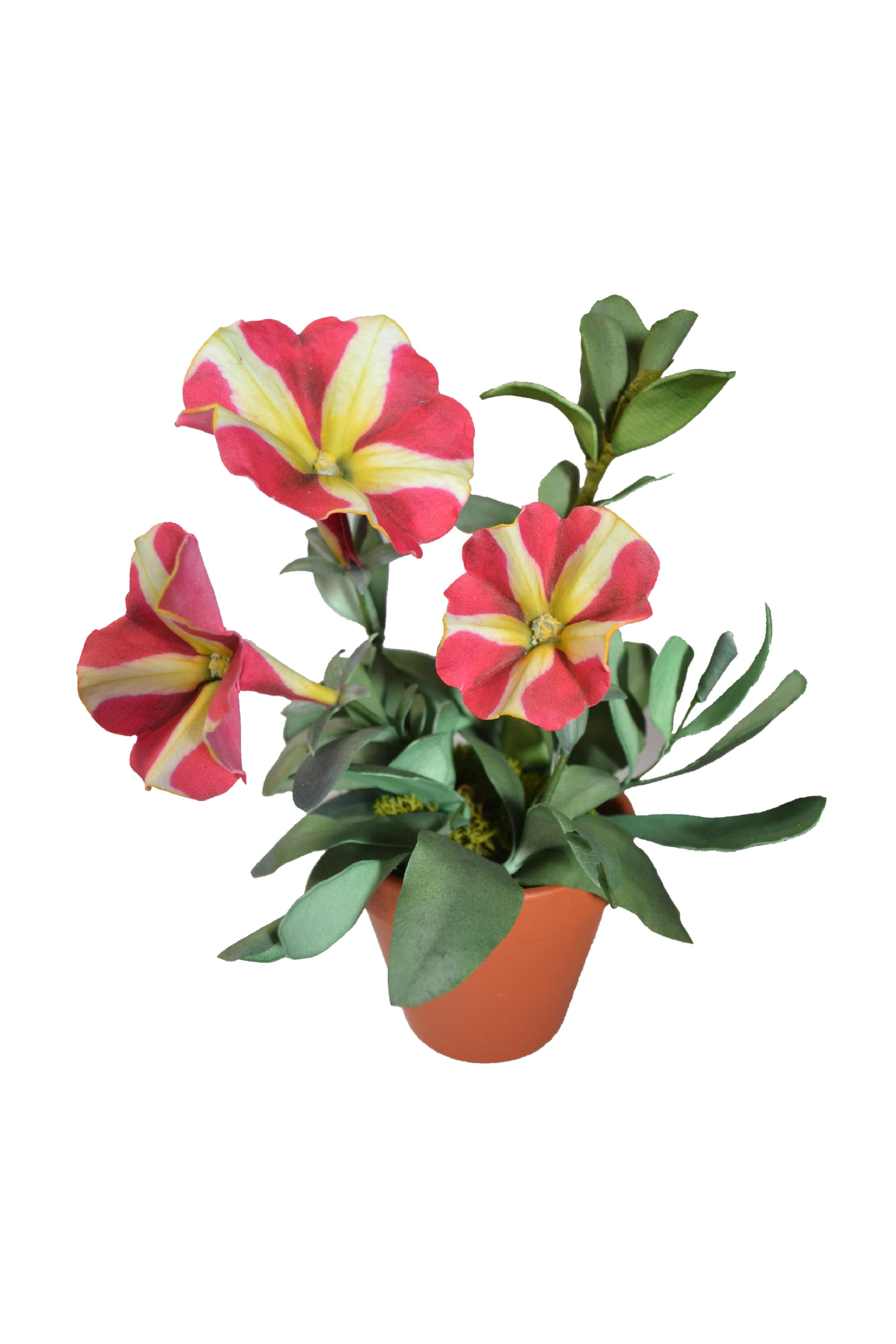 Pianta Petunia bicolor con Stampa B-R3D-P0104 