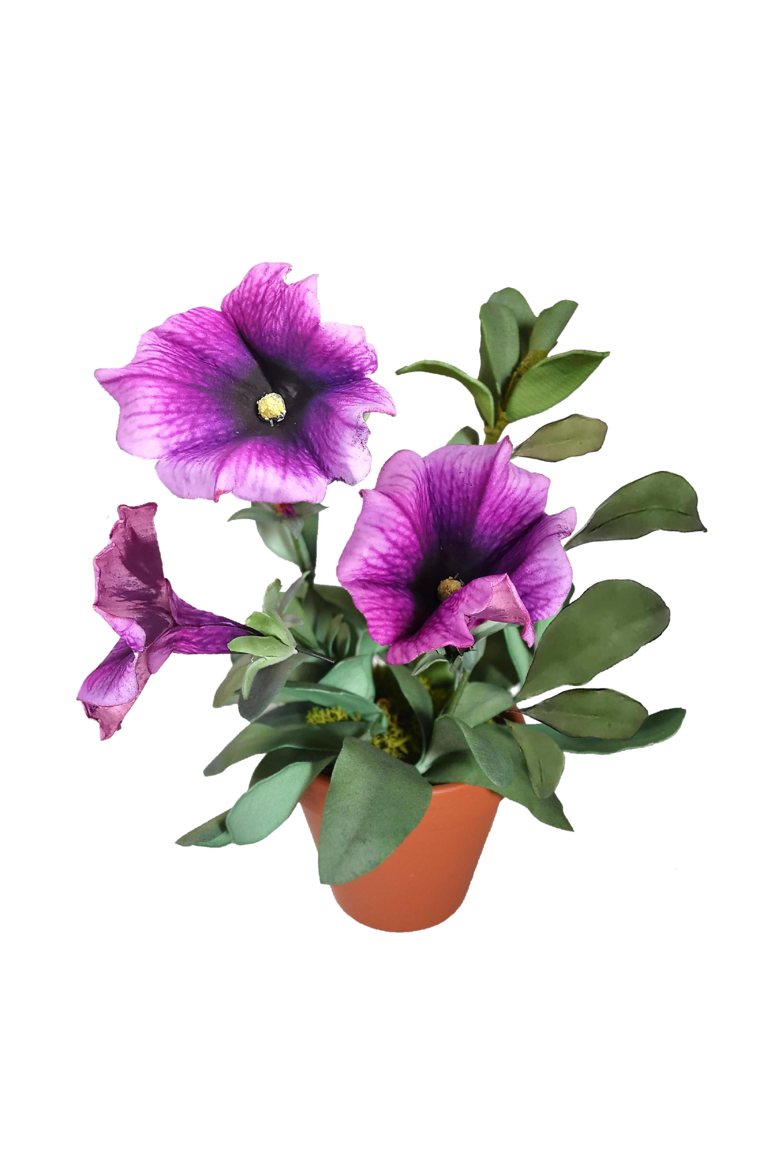 Pianta Petunia bicolor con Stampa B-R3D-P0104a 