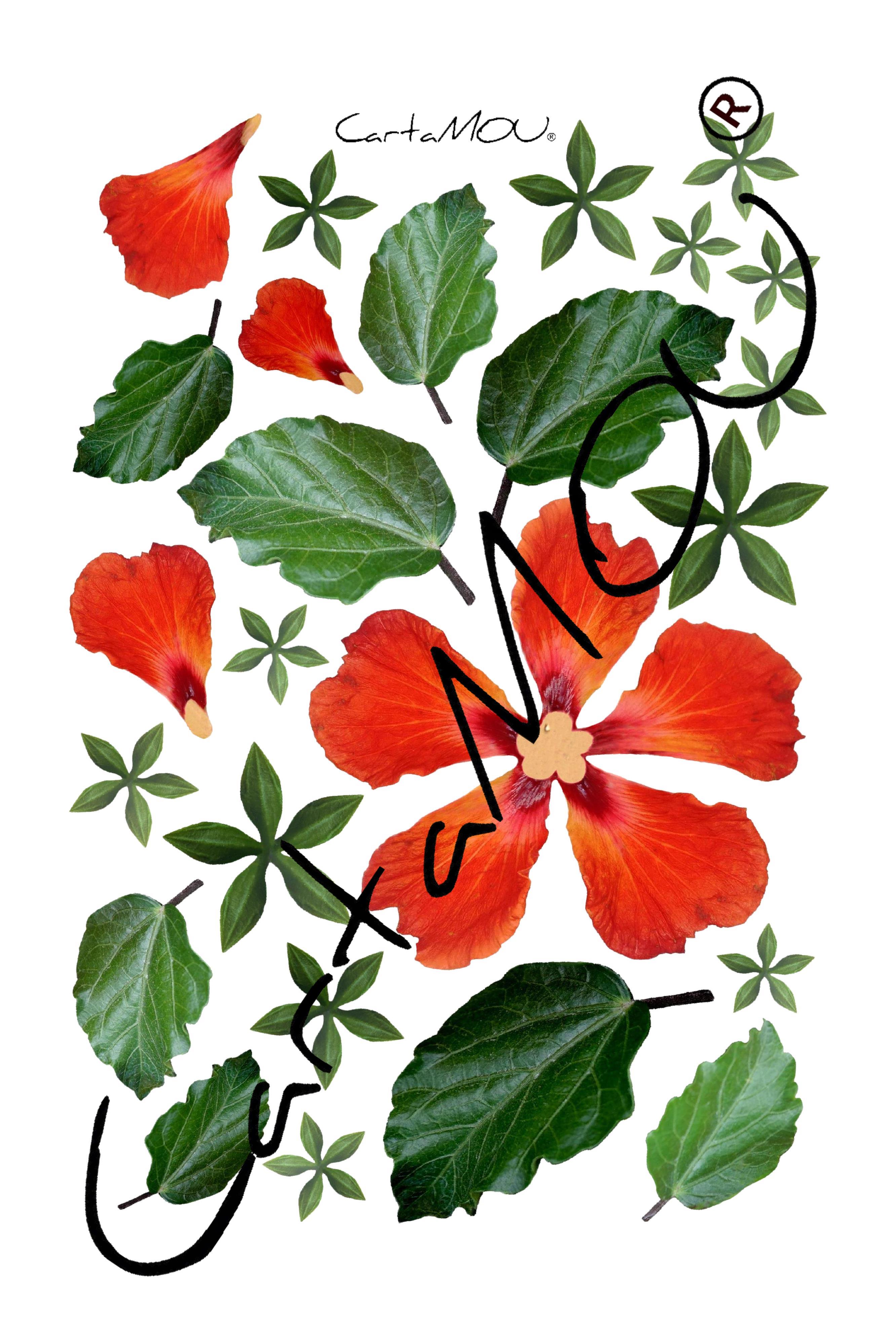 Stampa B-R3D-FF10003 Hibiscus con foglie (arancione) 