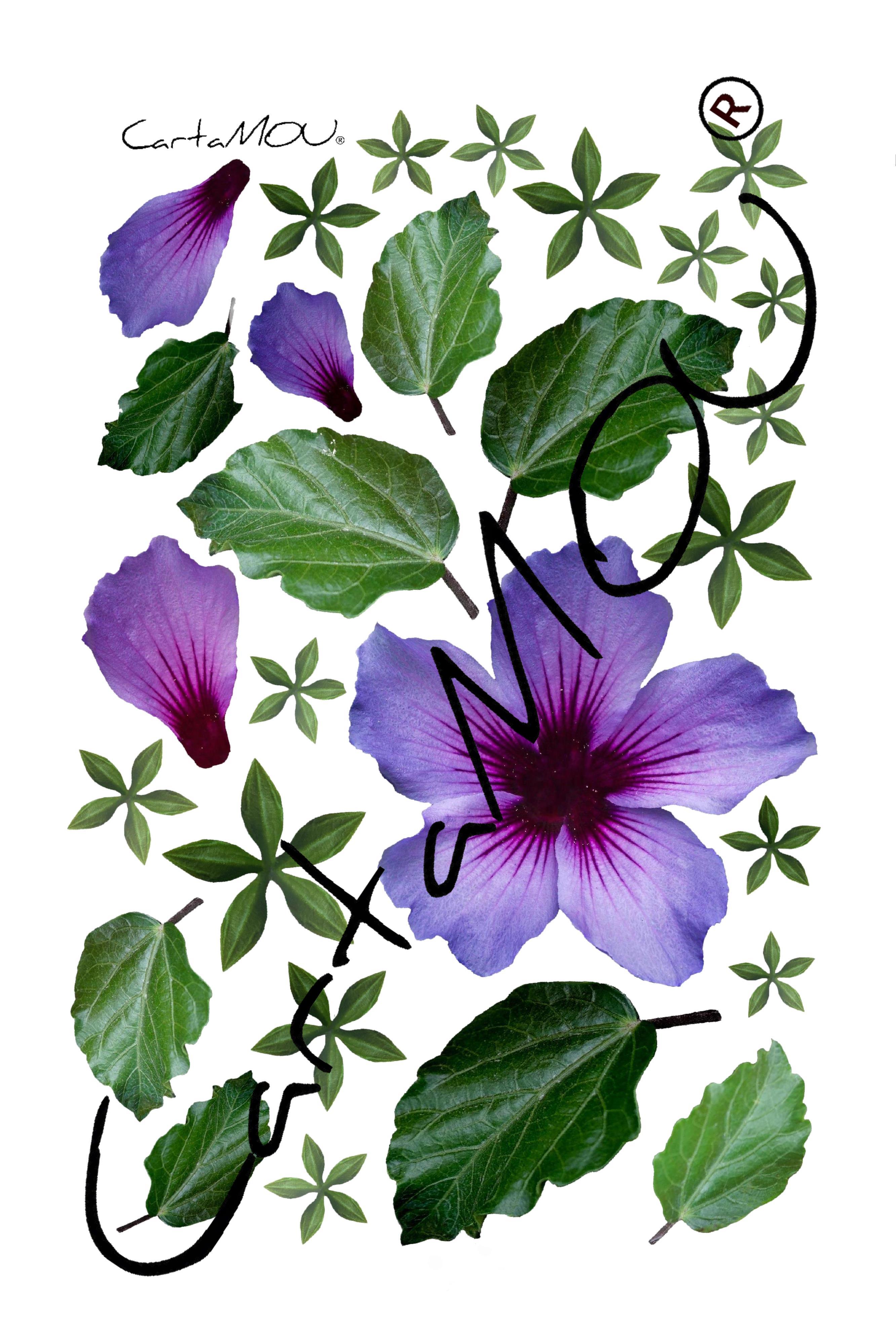 Stampa B-R3D-FF10003b Hibiscus con foglie (viola) 
