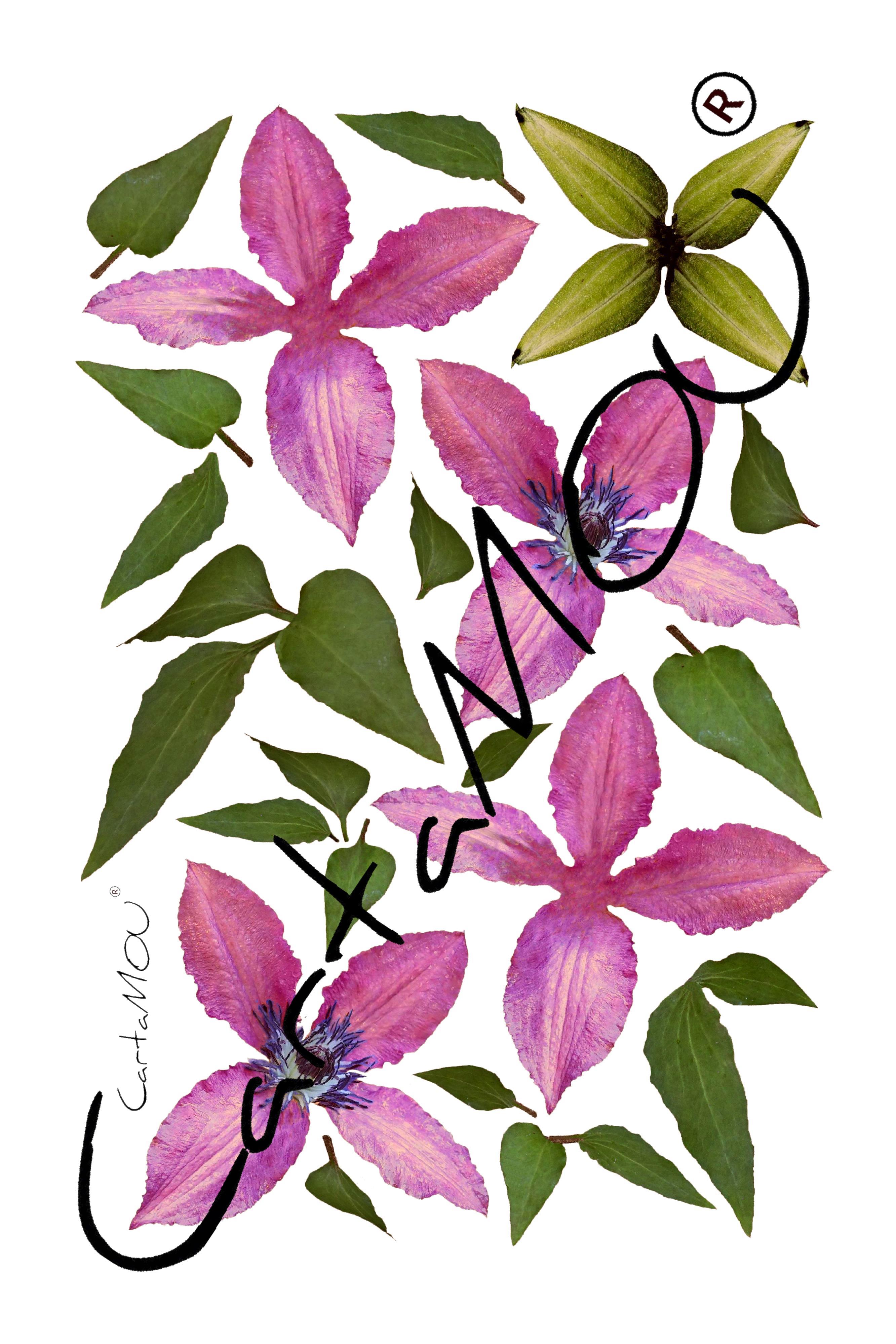 Stampa B-R3D-FF10005a Clematide con foglie (rosa)