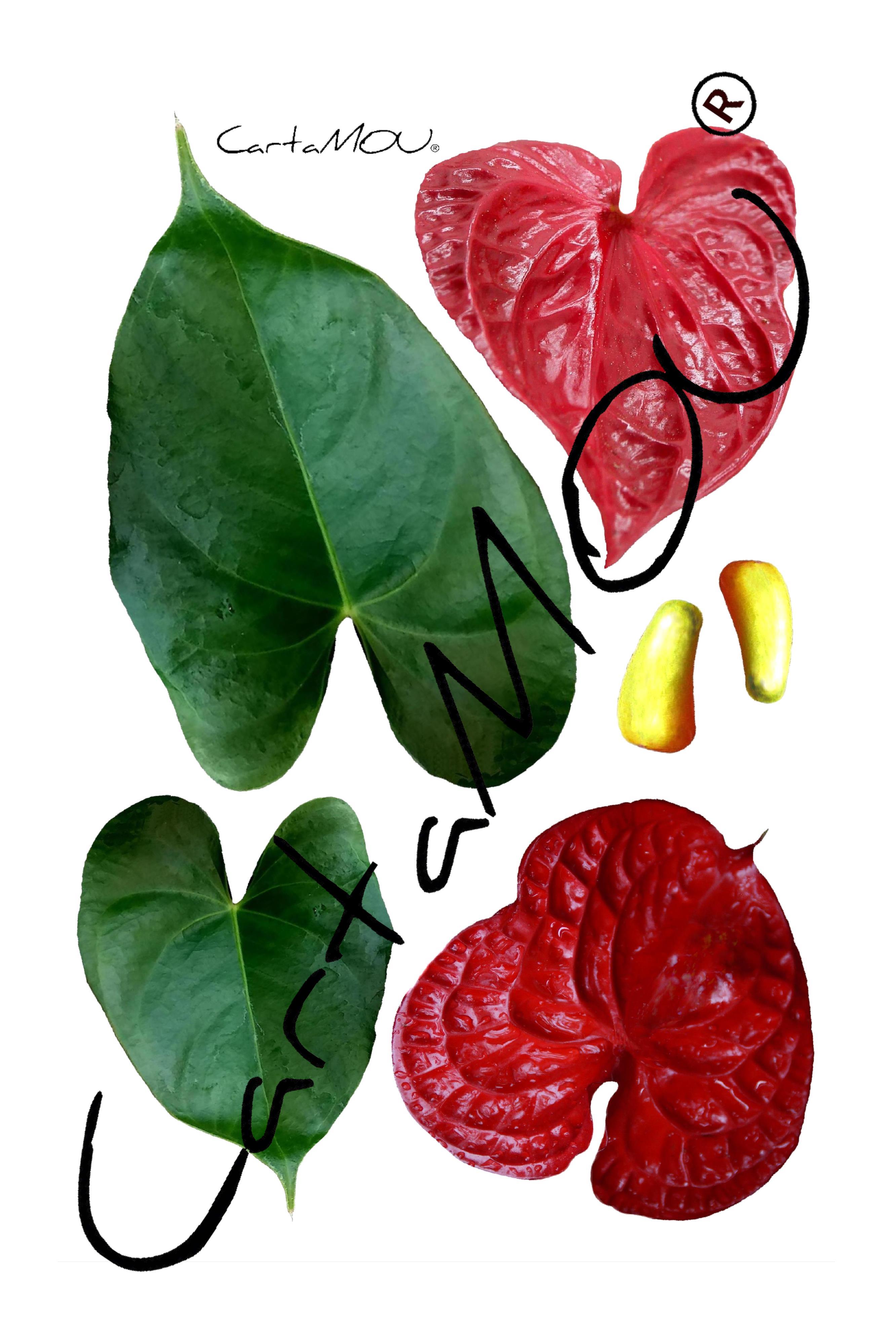 Stampa B-R3D-FF10006 Anthurium con foglie (rosso)