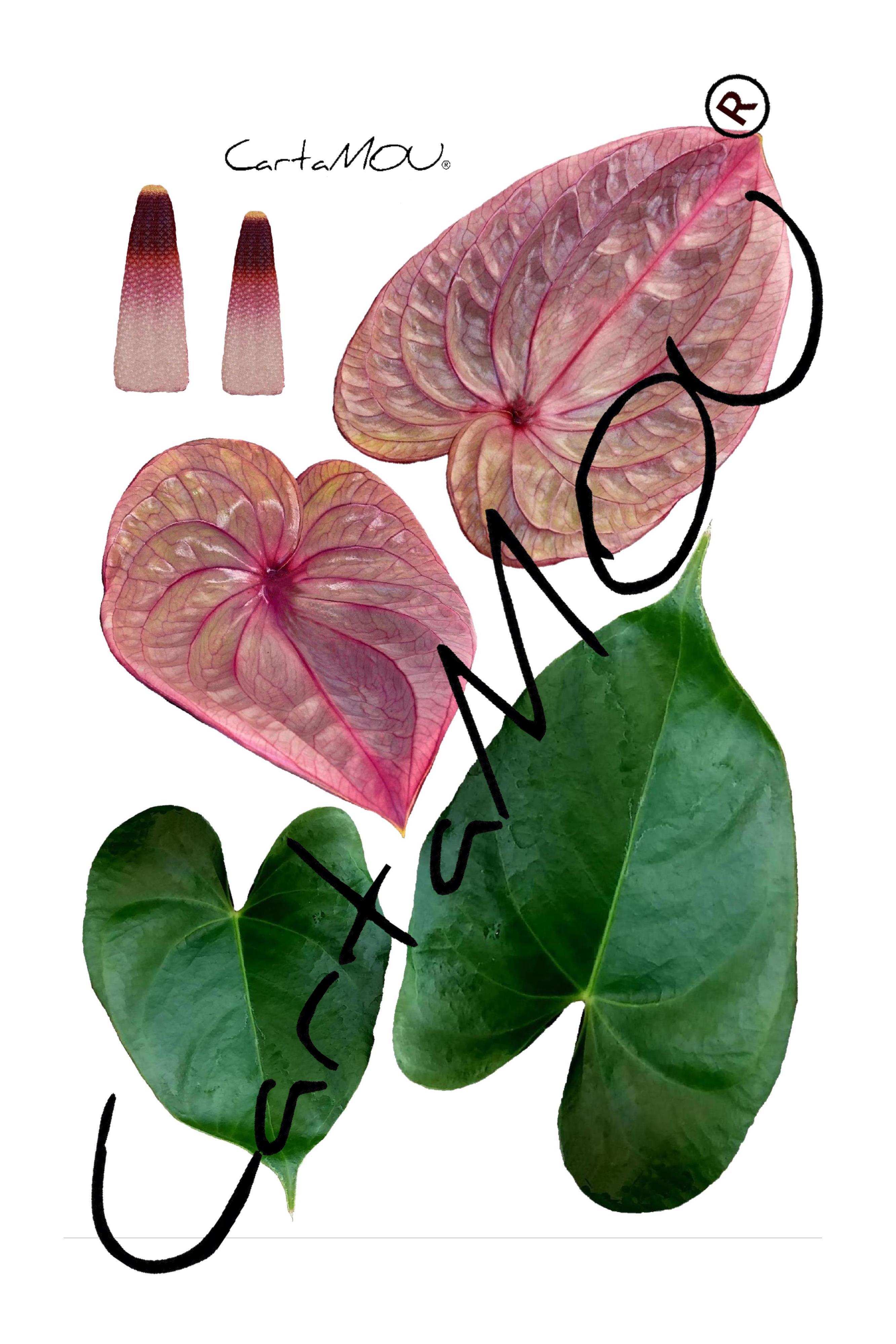 Stampa B-R3D-FF10006a Anthurium con foglie (rosa)