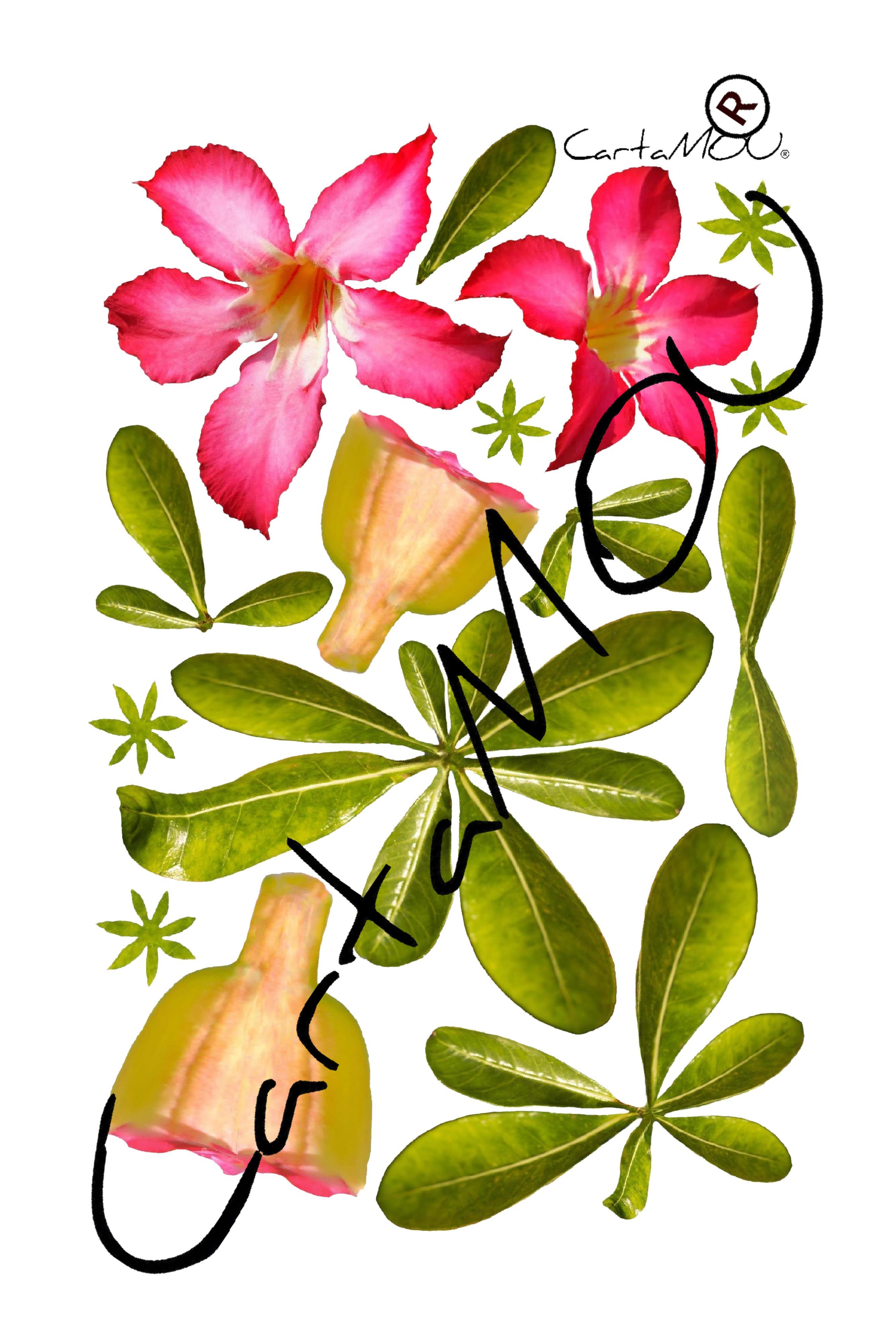 Stampa B-R3D-FF10008 Rosa del Deserto con foglie
