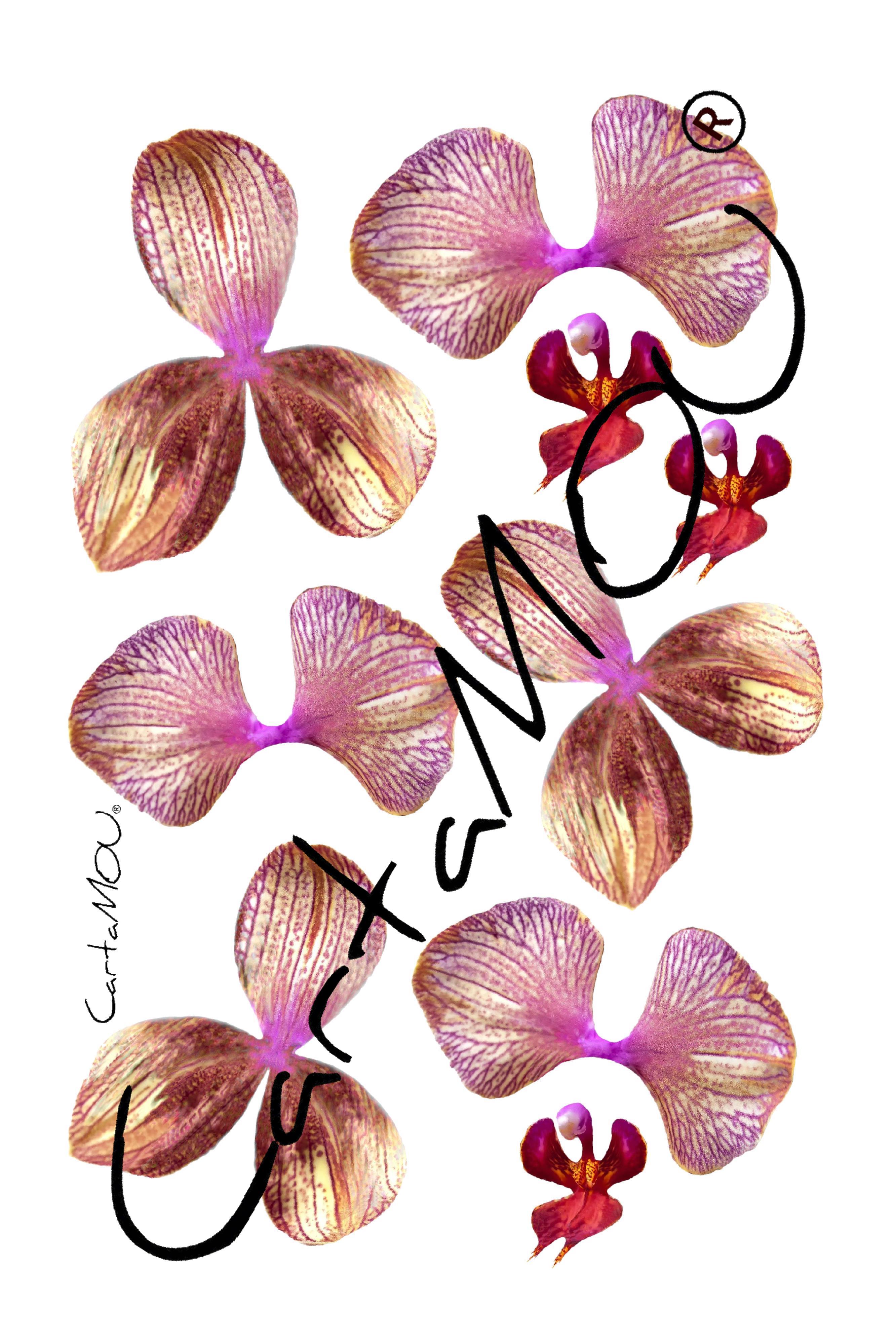 Stampa B-R3D-FL1026-0 Orchidea (rosa-bruno)