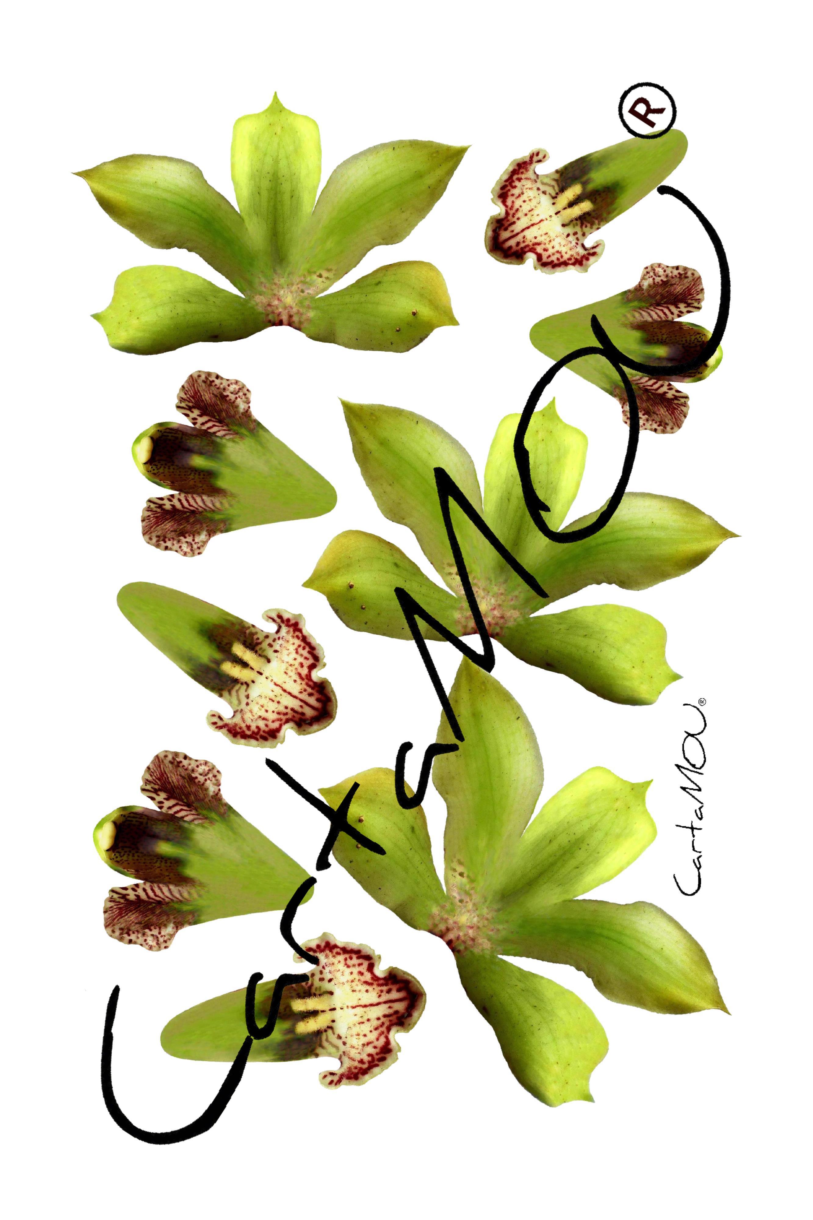 Stampa B-R3D-FL1026-1 Orchidea (verde)