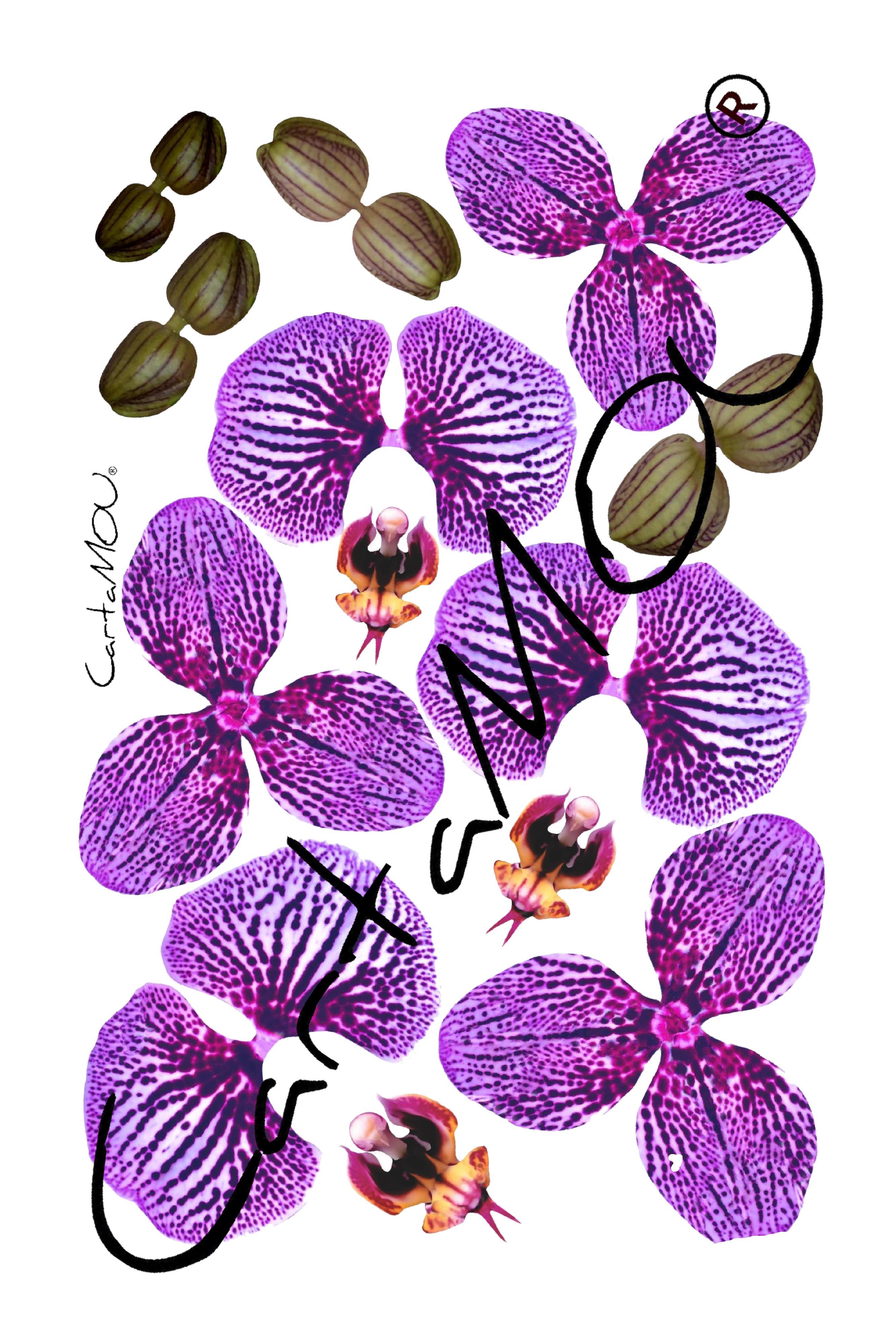 Stampa B-R3D-FL1026-2a Orchidea (viola)