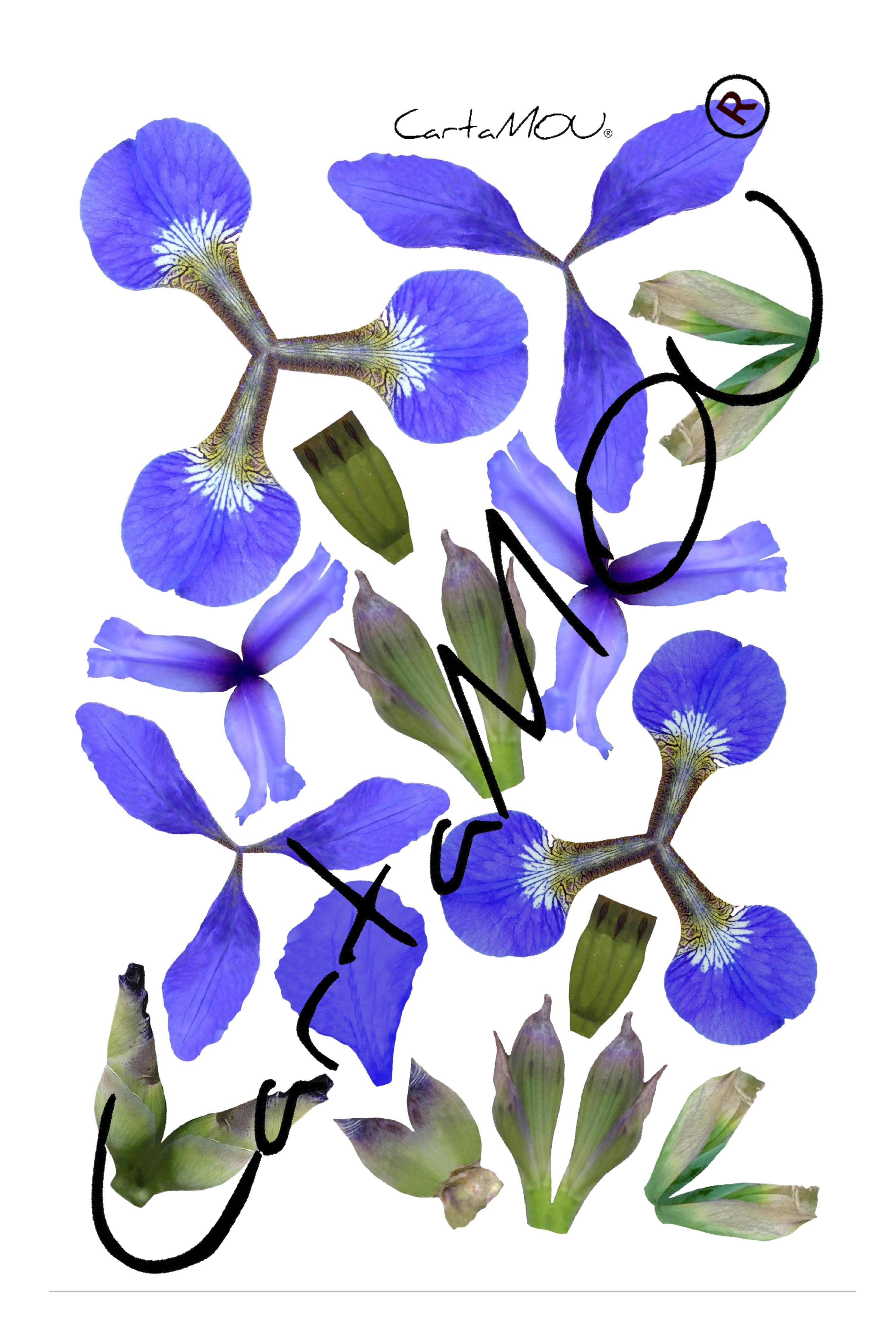 Stampa B-R3D-FL1050a Iris (blu)