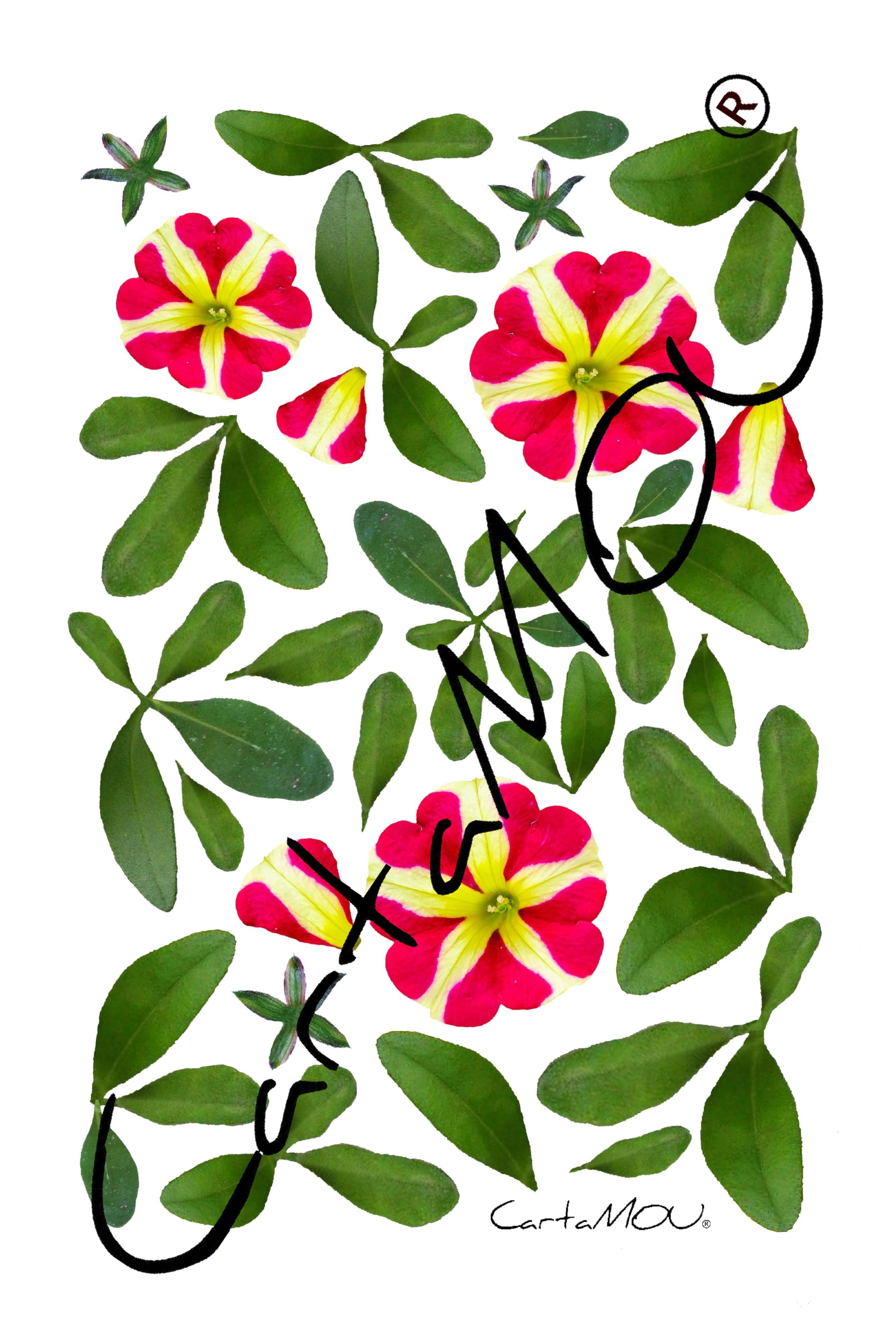 Stampa B-R3D-P0104 Pianta Petunia (bicolor)