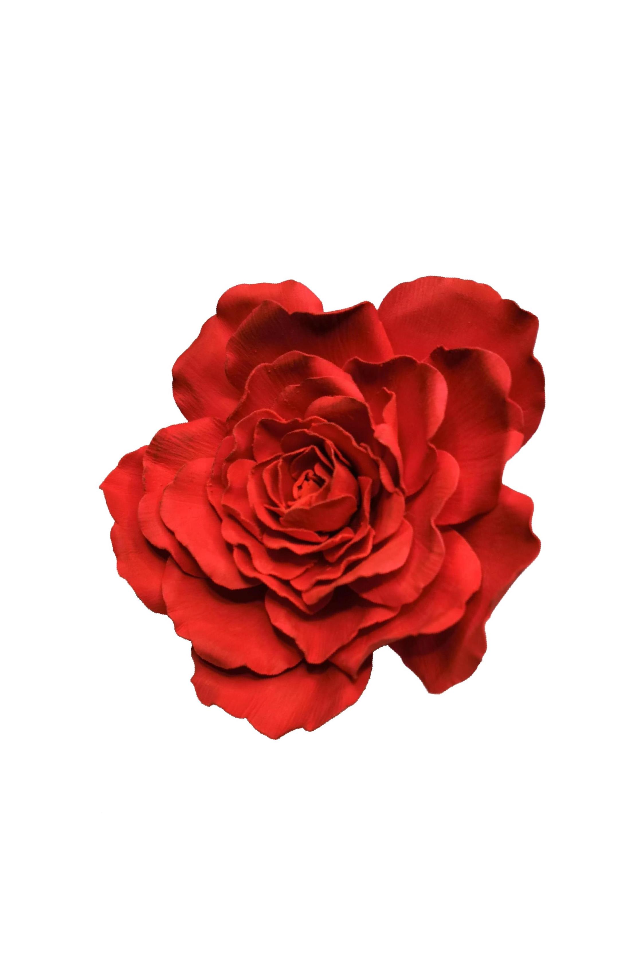 rosa rossa per galleria - Copia